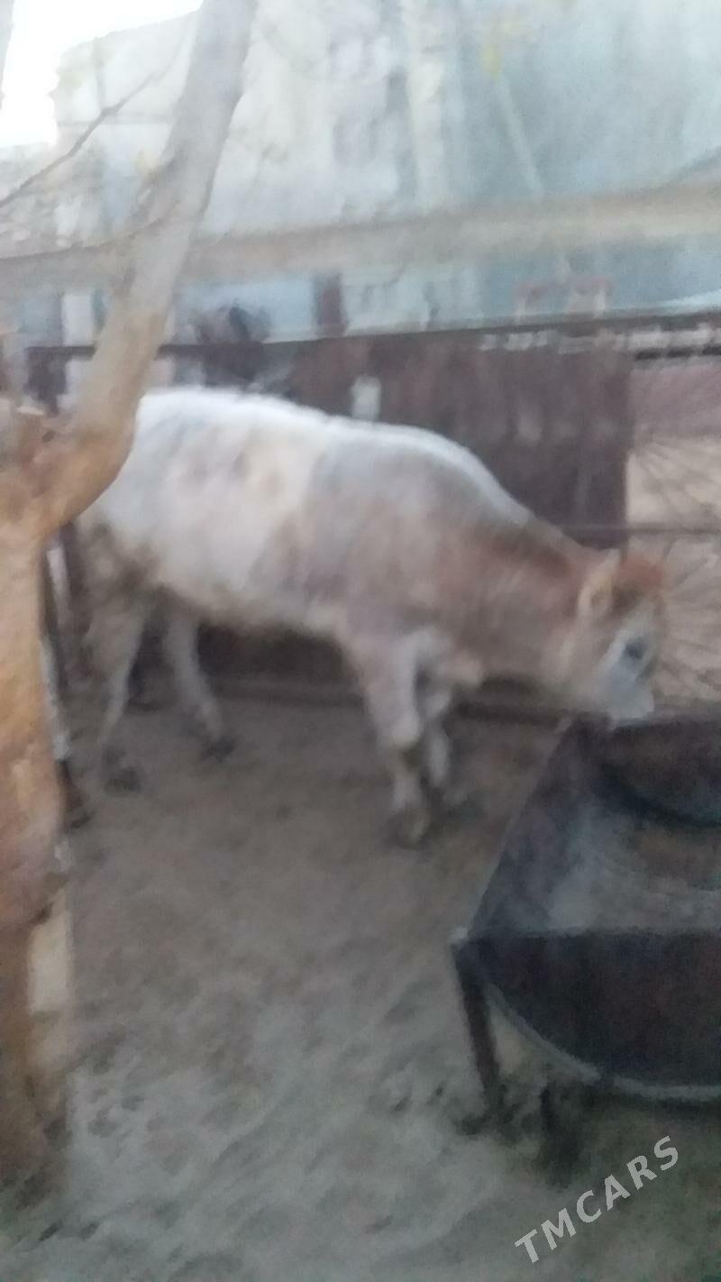 Õküzçe - Jebel - img 1