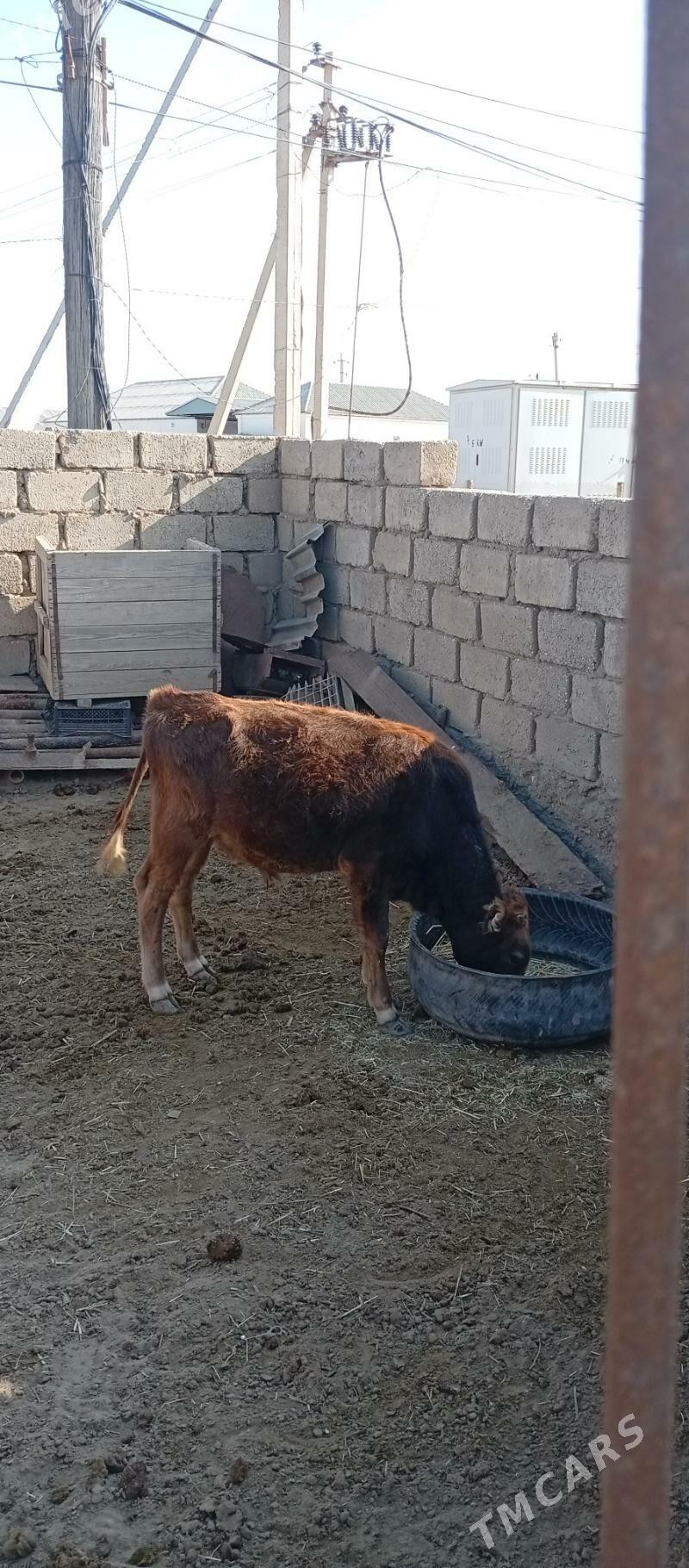 Öküz - Esenguly - img 1