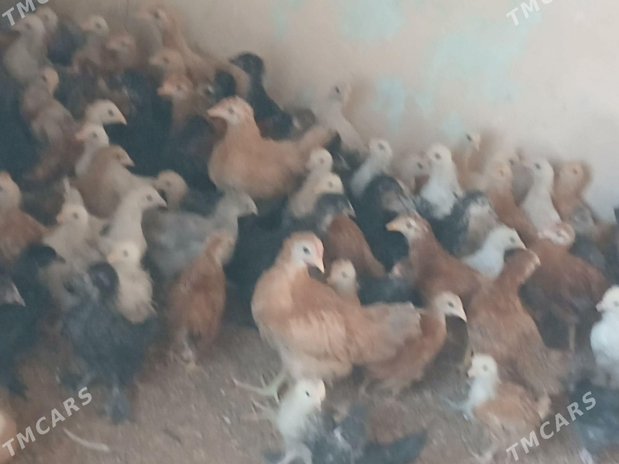 towuk juuje - Мары - img 1