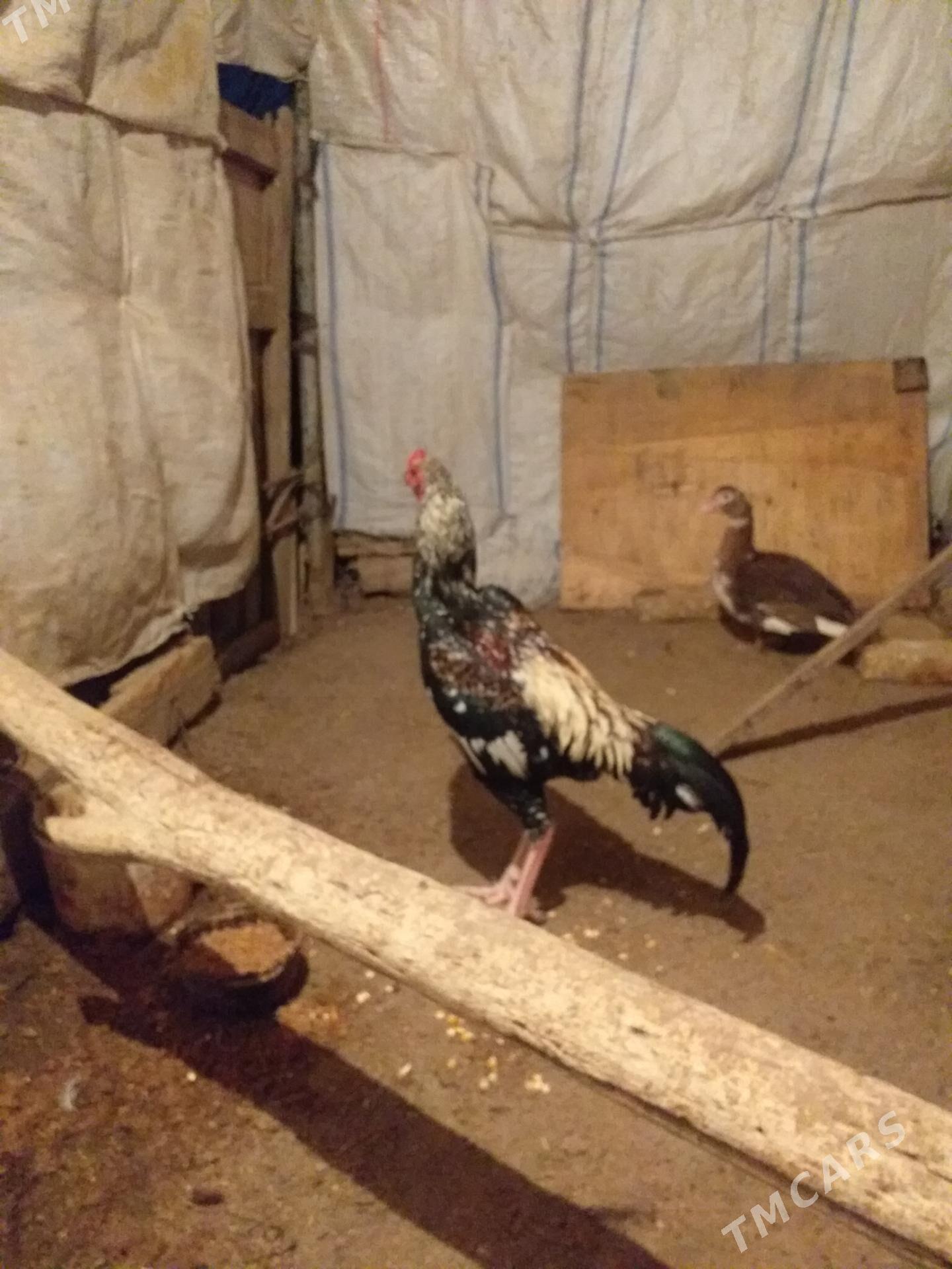 horaz - Çärjew - img 1