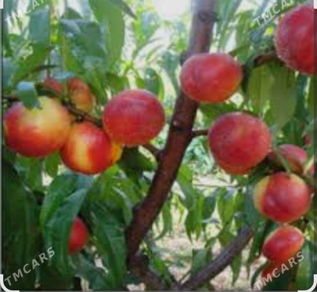 bag shtil. howly bezemek - Бахарден - img 1