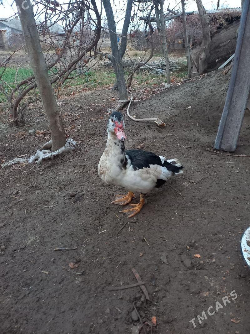 Ördek erkek - Kerki - img 1