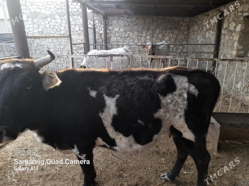 Sygyr - Balkanabat - img 1