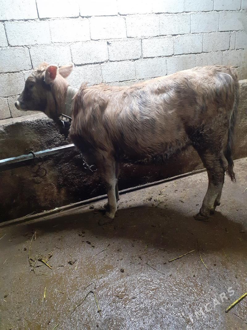 TUWE - Garadamak Şor - img 1