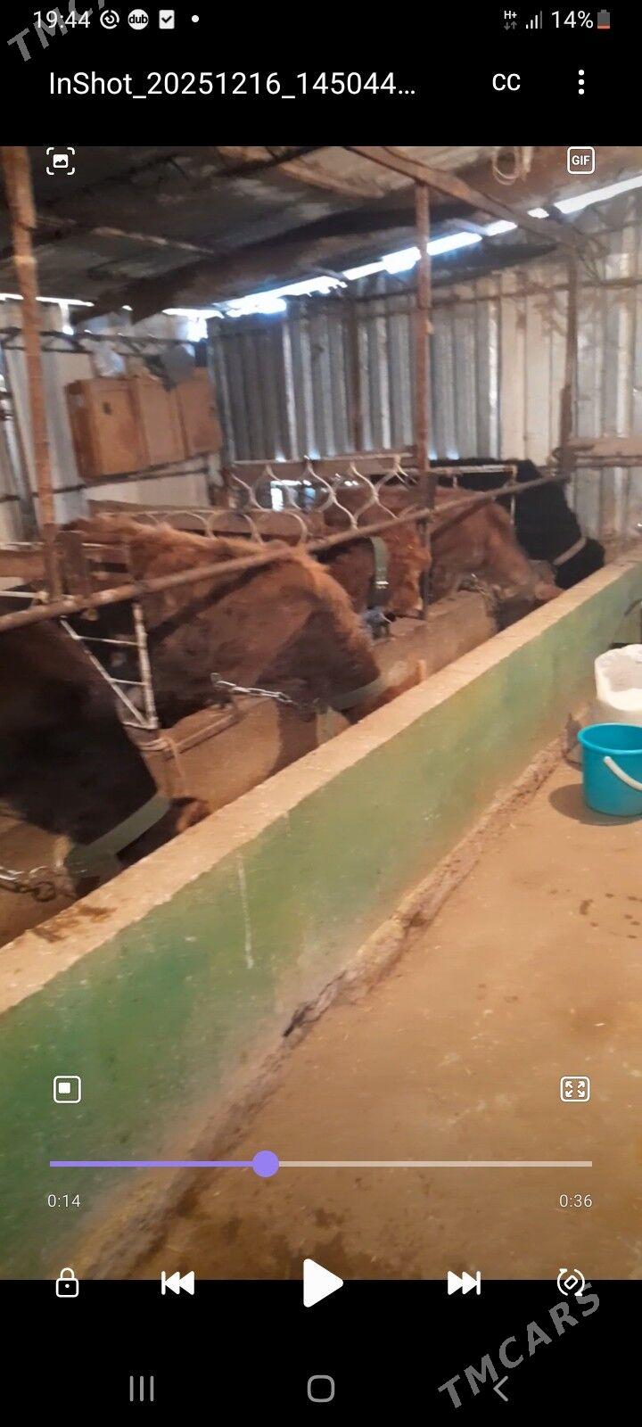 gulajyn gőle - Мургап - img 1