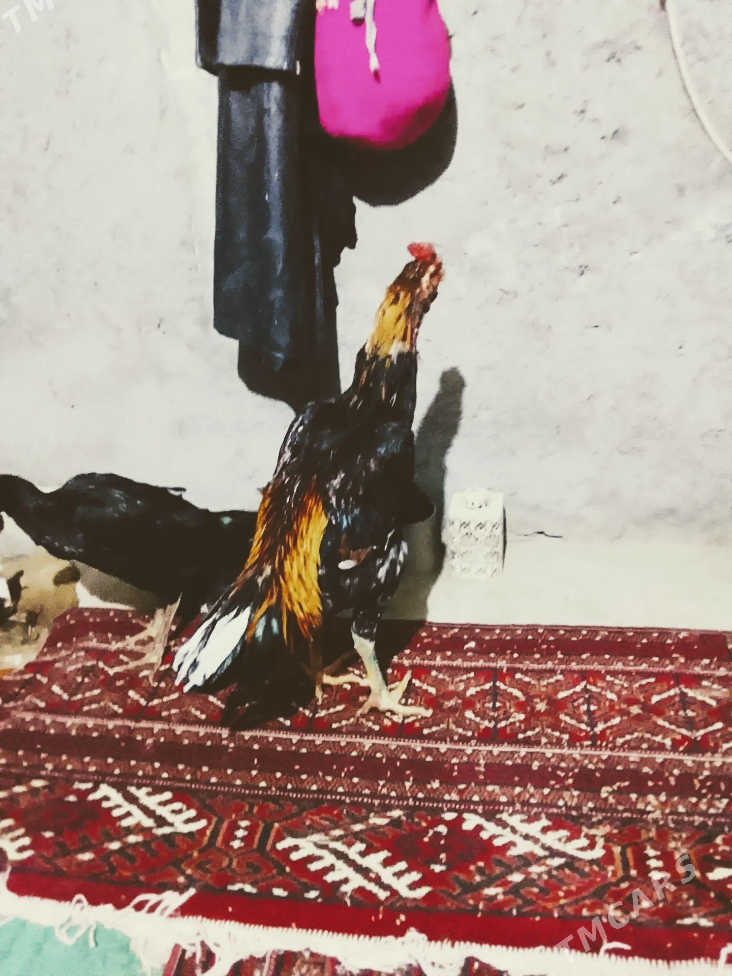 baýsow - Чарджоу - img 1