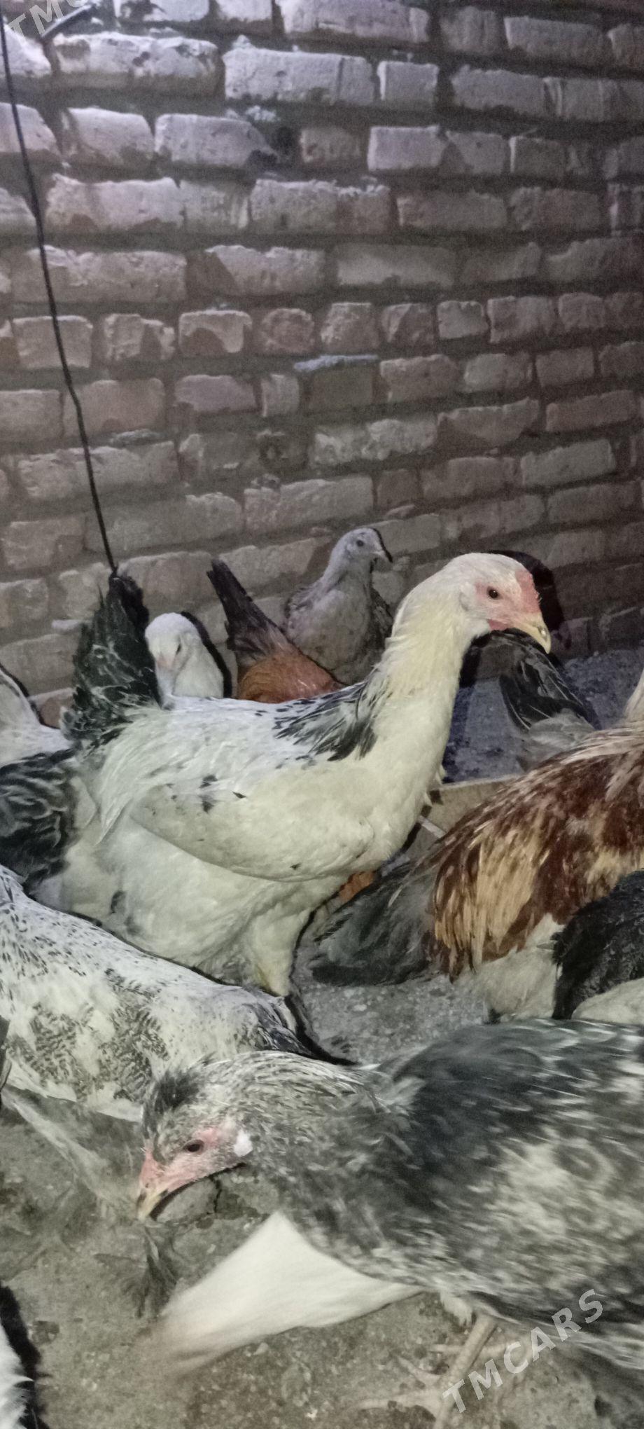 BALGAR HOROZ - Бахарден - img 1