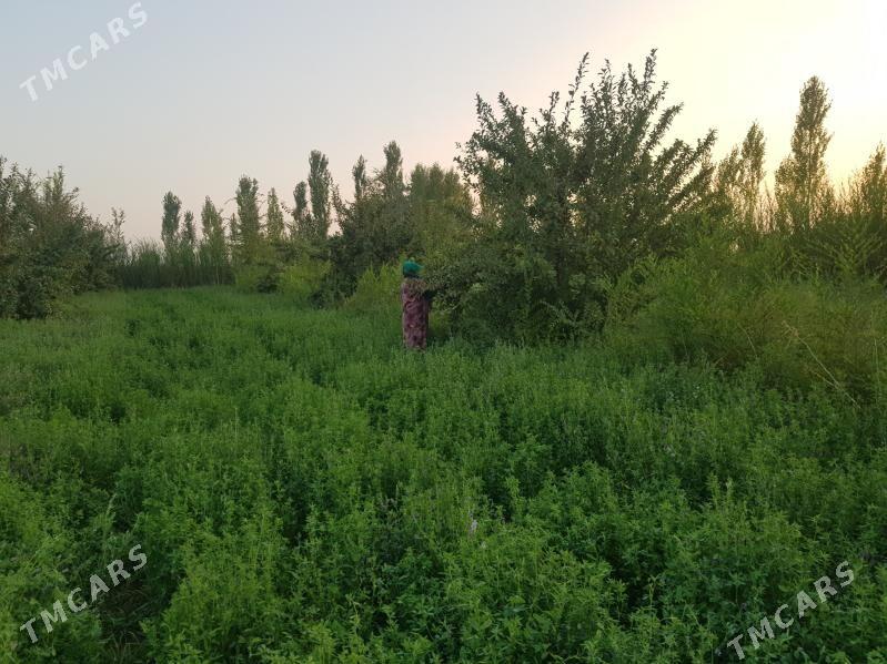 ДАЧА ЖАЙ - Akdepe - img 1