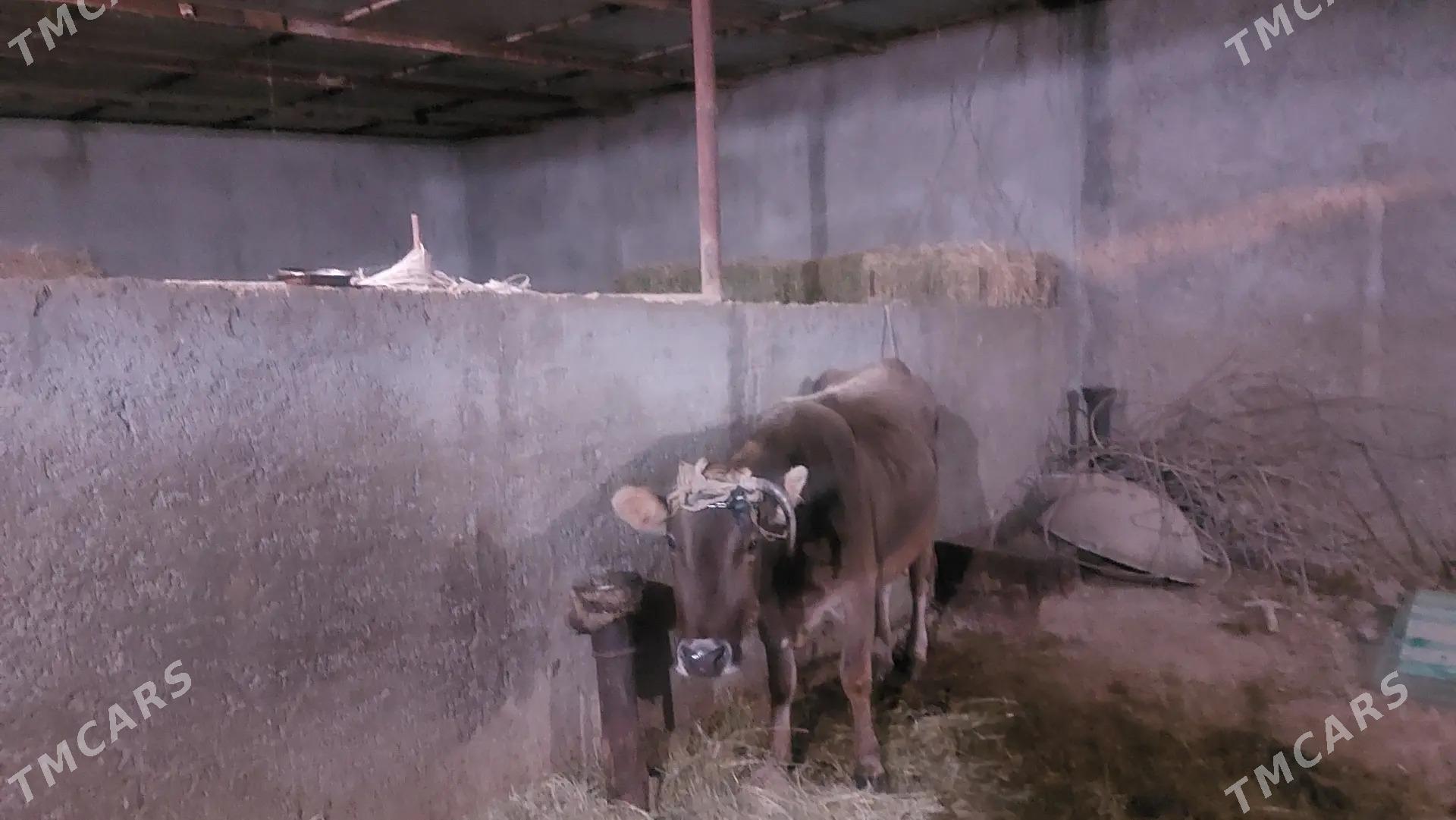 Sygyr - Gökdepe - img 1