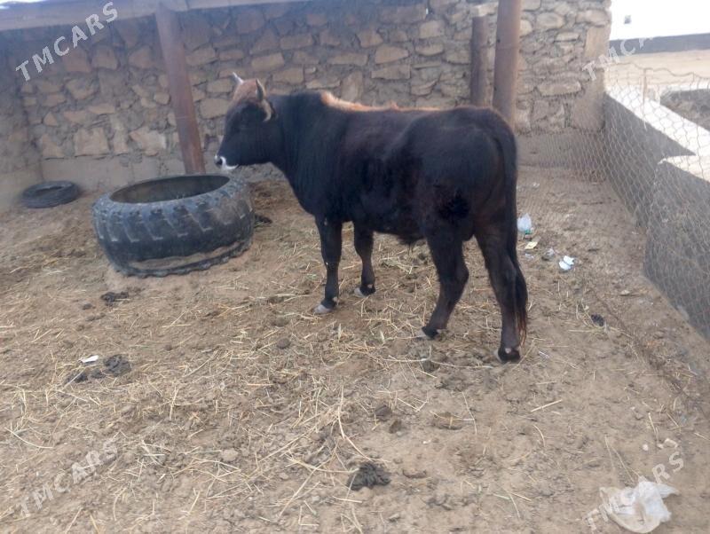 okuz - Esenguly - img 1