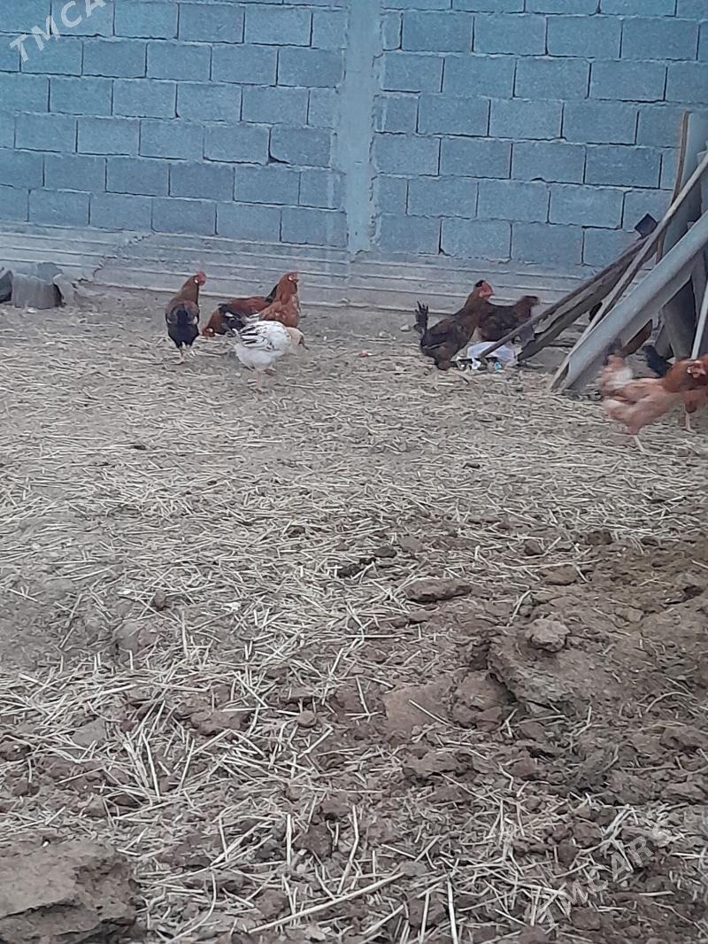 Horaz - Gökdepe - img 1