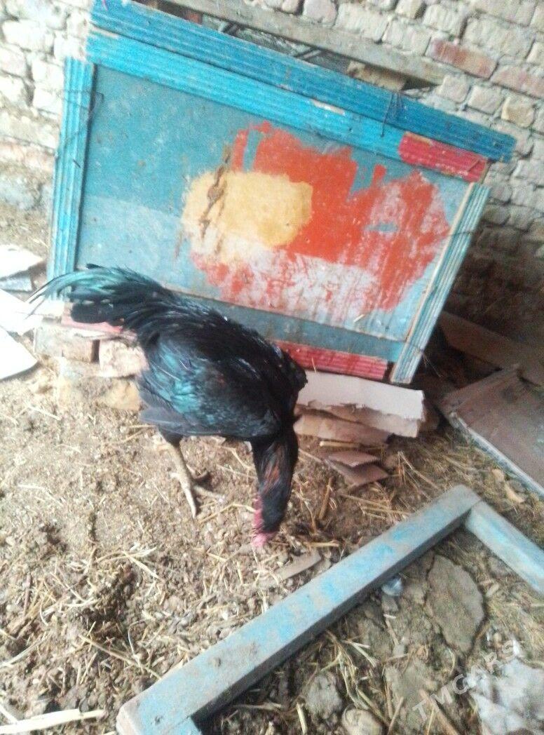 baýes - Чарджоу - img 1