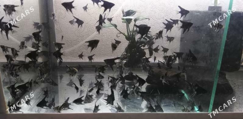 Рыбки. - Балканабат - img 1