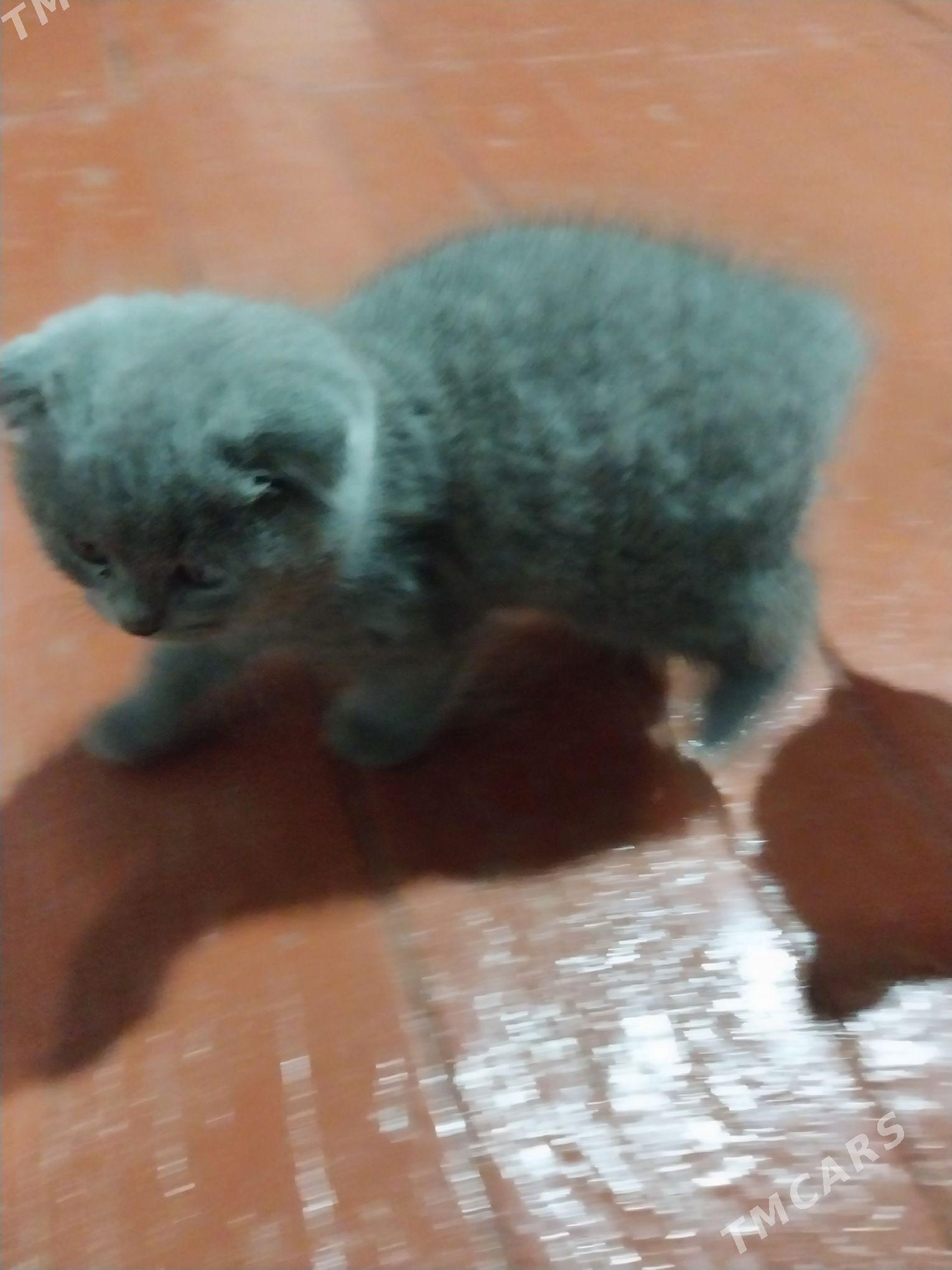 шотландский веслоухие котята - Туркменабат - img 1