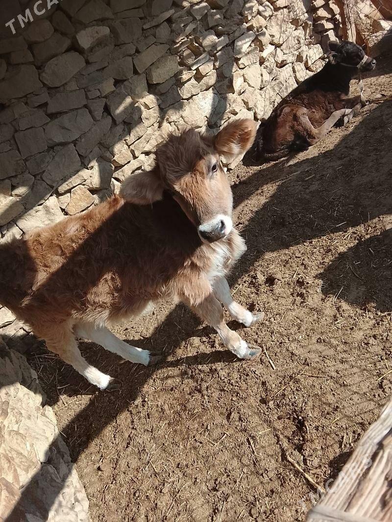 tuwe - Gyzylarbat - img 1