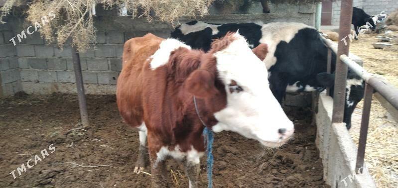 Semental sygyr - Aşgabat - img 1