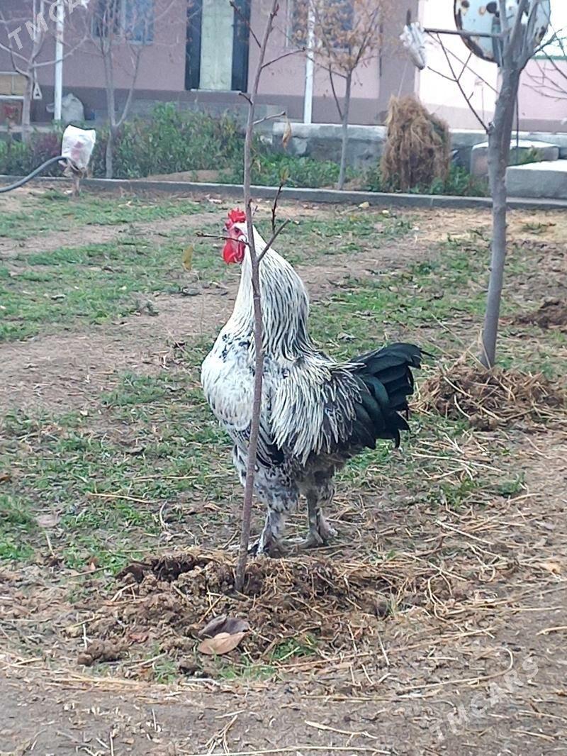 Towuk - Гёкдепе - img 1