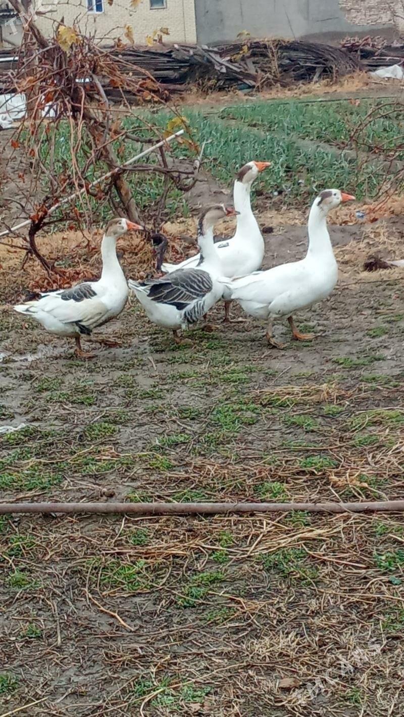 satlyk guslar - Wekilbazar - img 1