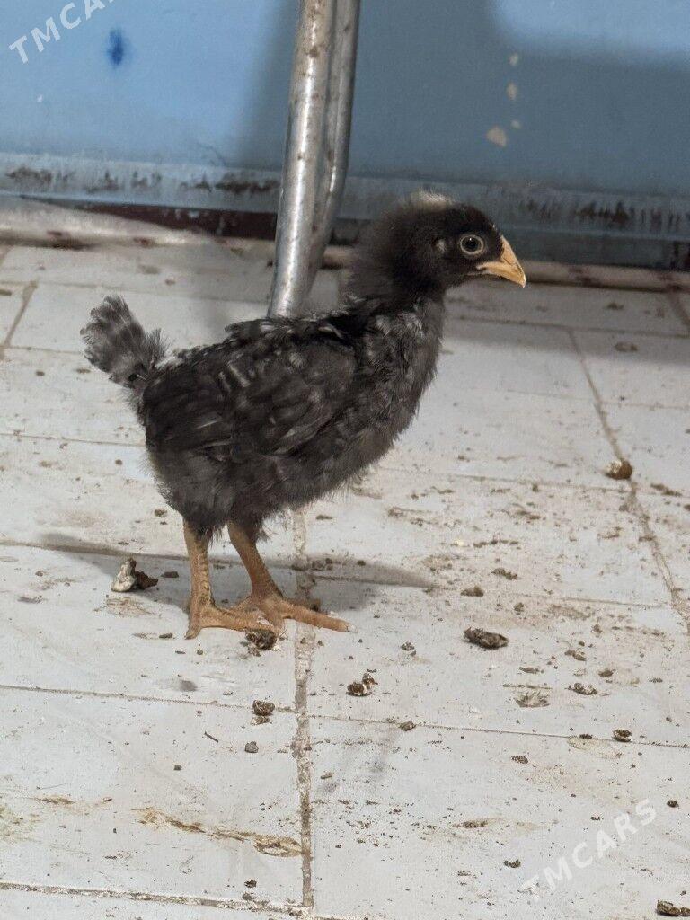 juje - Çoganly - img 1