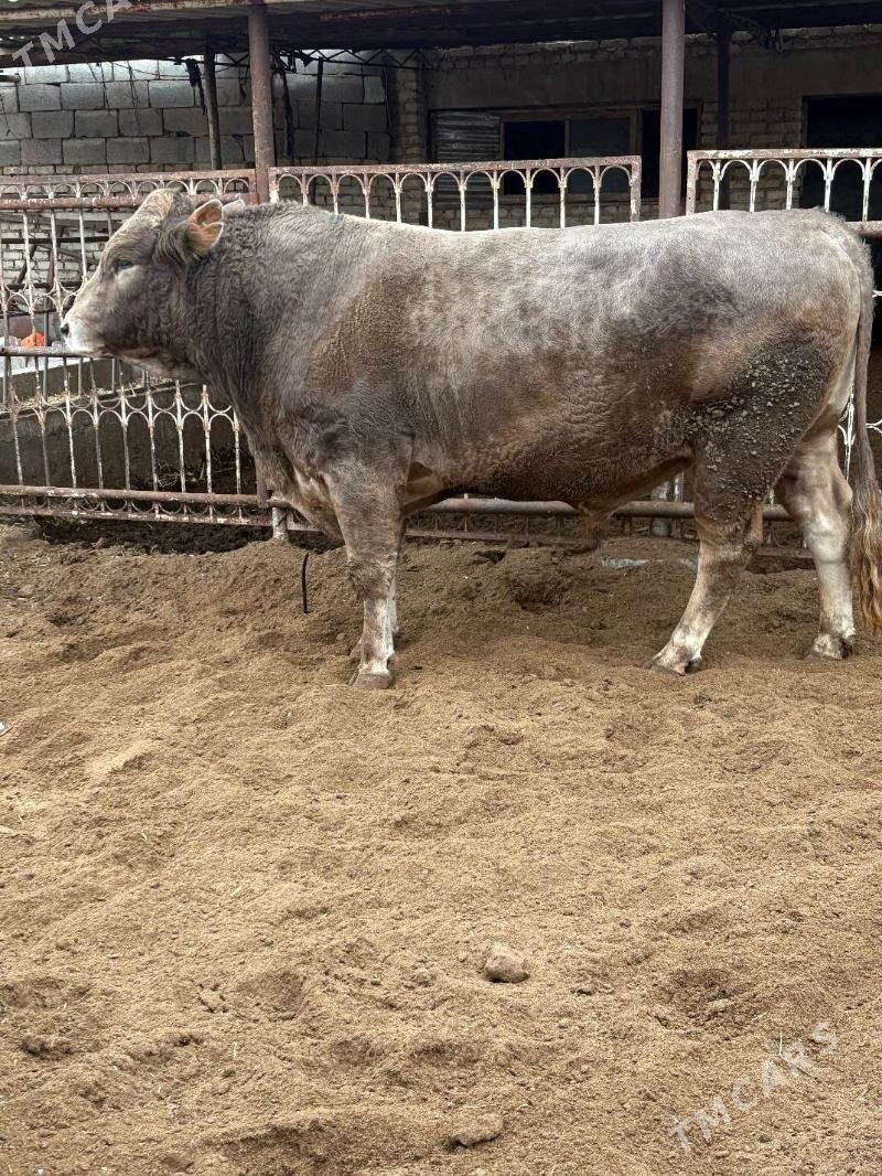 okuz - Ак-Бугдайский этрап - img 1