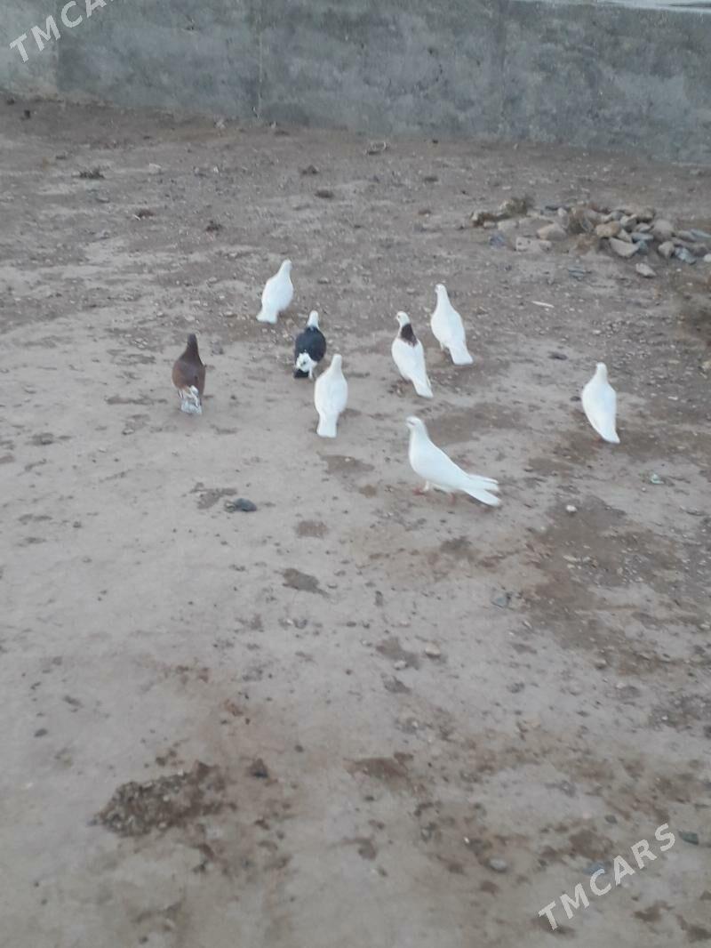 kepderi - Gyzylarbat - img 1