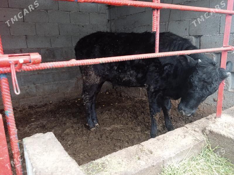 tuwe tuwe - Кипджак - img 1