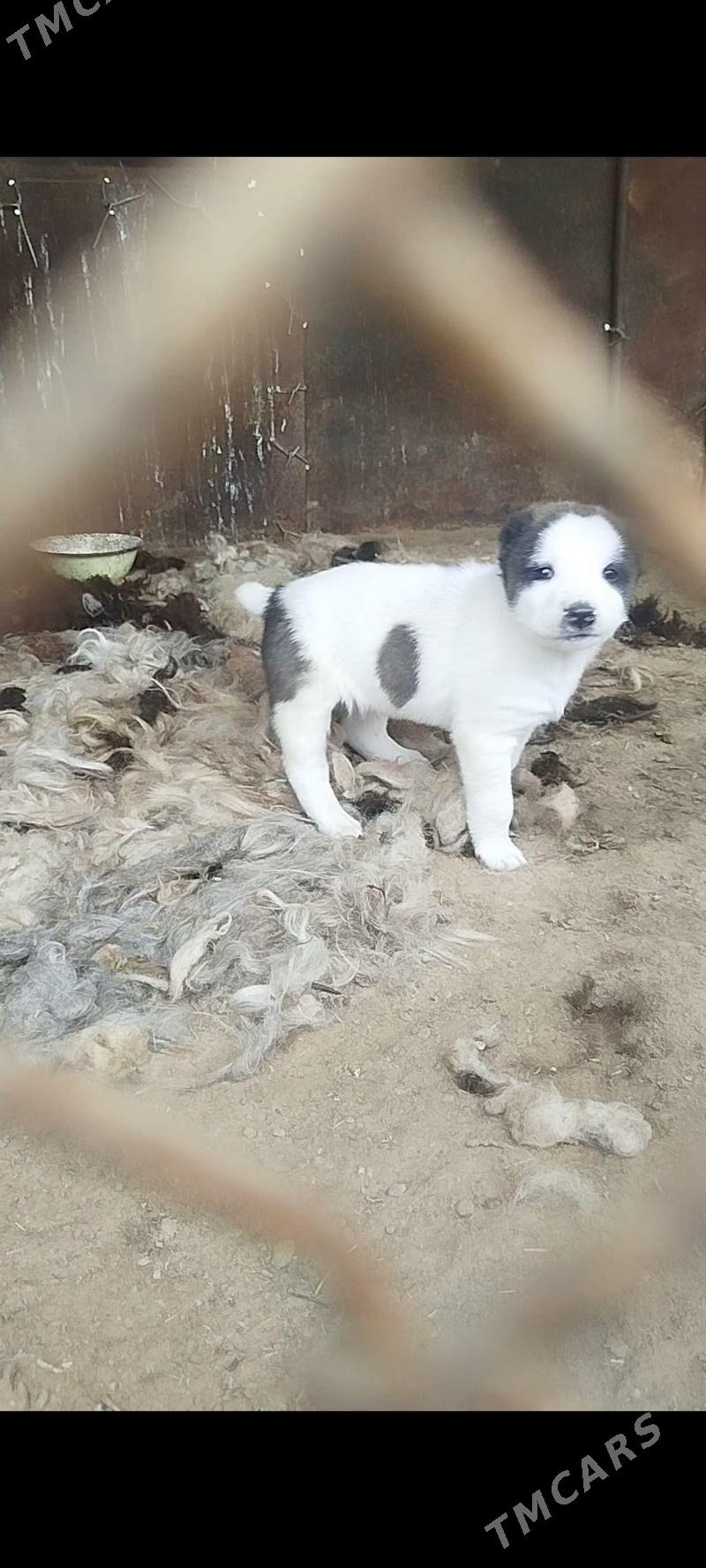 Türkmen it - Murgap - img 1