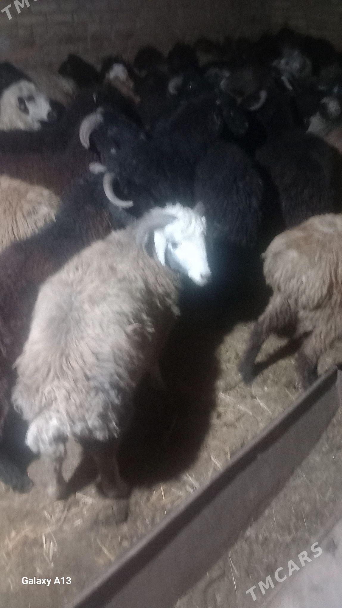 Goçkar - Чарджоу - img 1