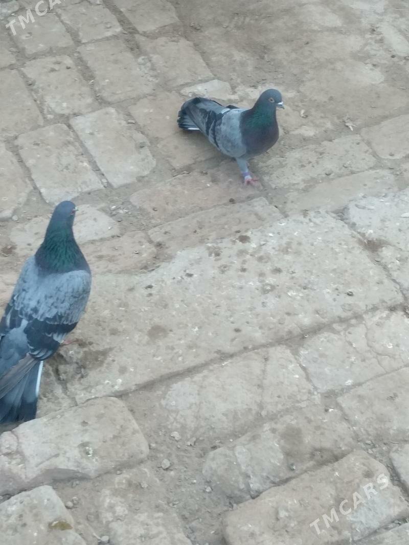 kepter - Туркменабат - img 1