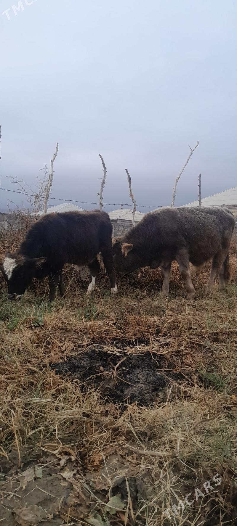 iki öküz. - Bäherden - img 1