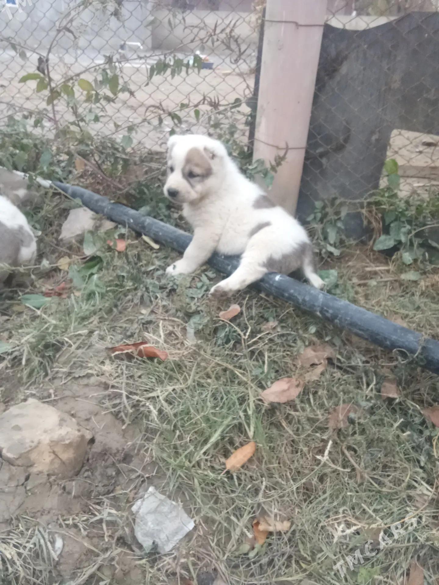 turkmen iti - Бахарден - img 1