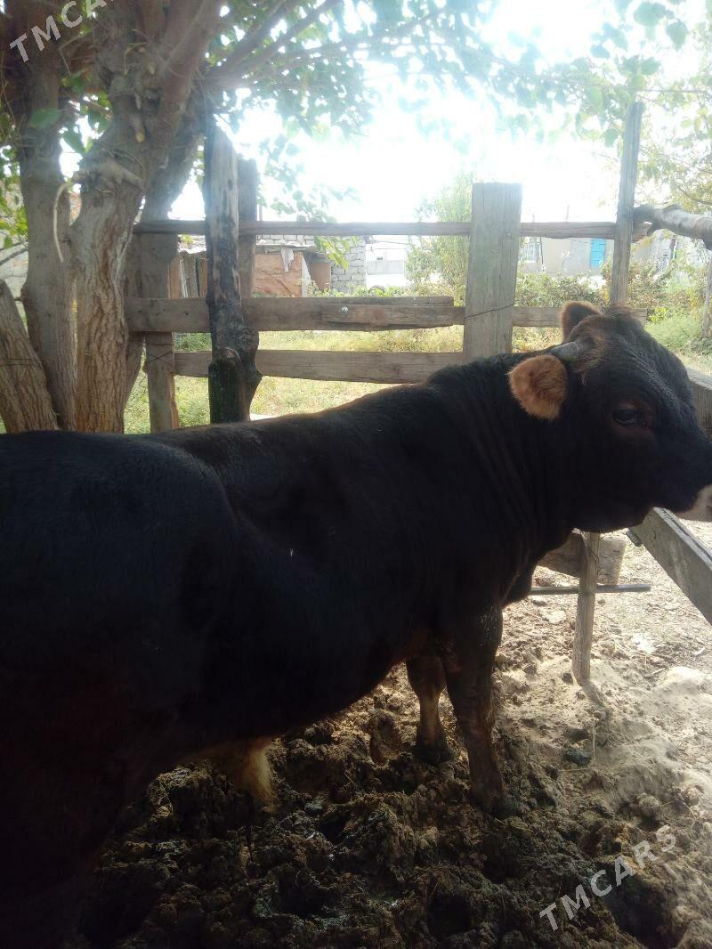 Okuz - Gökdepe - img 1