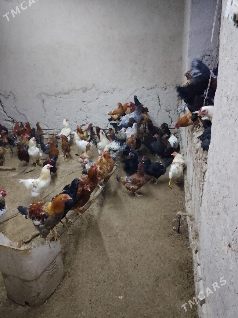 Horaz - Гороглы (Тагта) - img 1