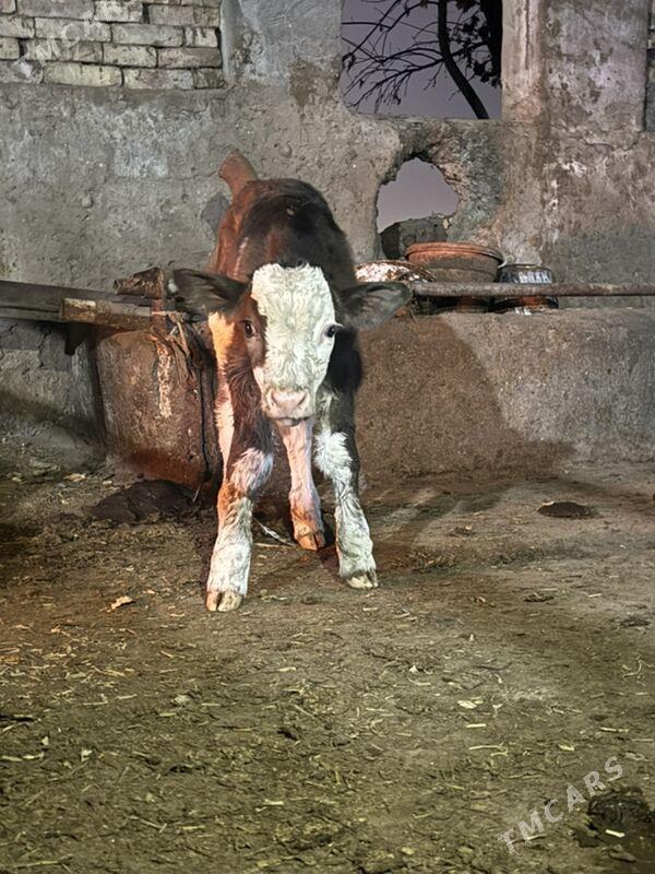 okuzce - Ашхабад - img 1