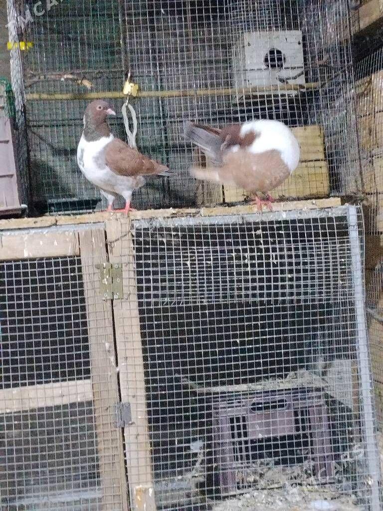 kepderi - Векильбазар - img 1