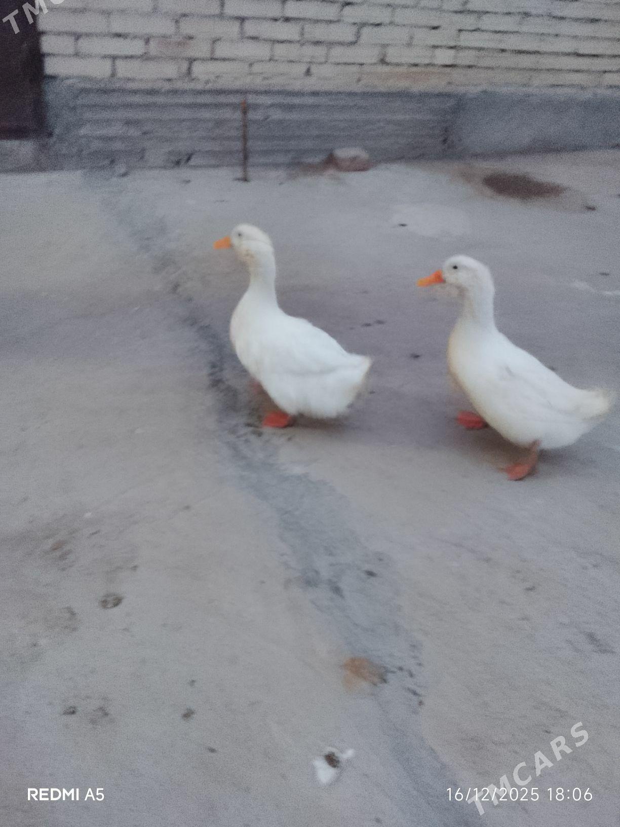 Ördek - Гызыларбат - img 1