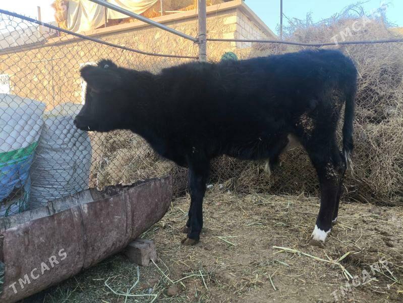 okuzçe - Джебел - img 1