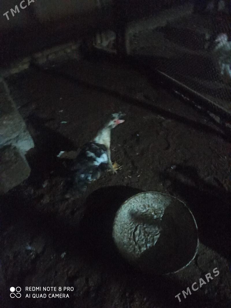 мускус - Туркменабат - img 1