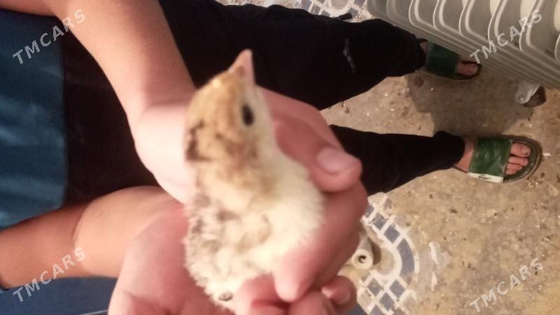 induk jüje - Kaka - img 1