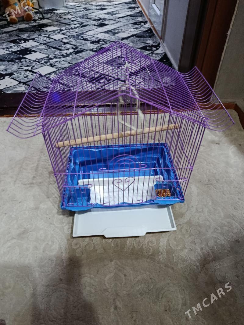 kletka, клетка - Ашхабад - img 1