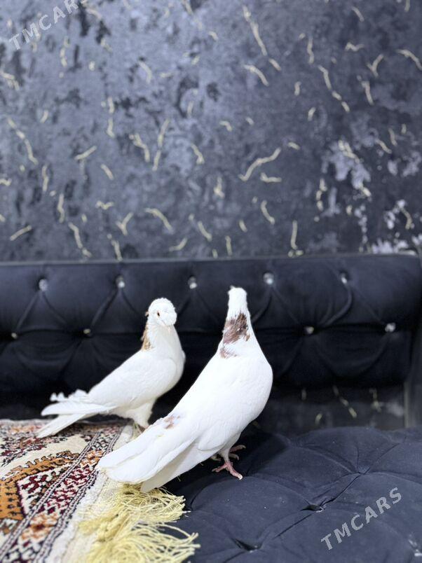 кепдер - Туркменабат - img 1