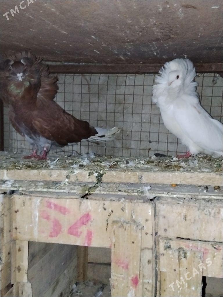 kepderi - Wekilbazar - img 1