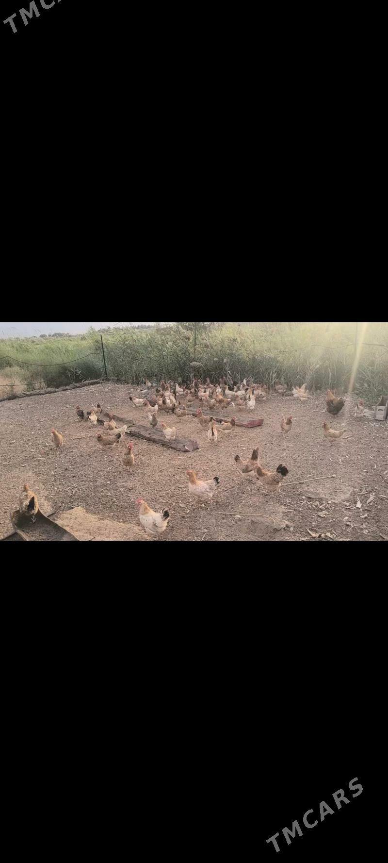 TOWUK - Bagyr - img 1