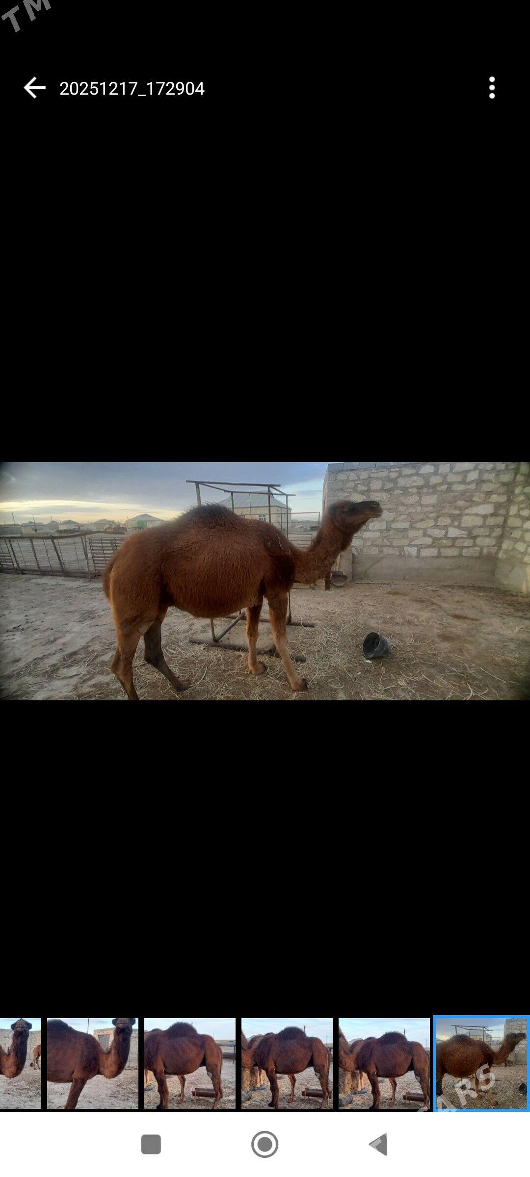 düýe - Гумдаг - img 1