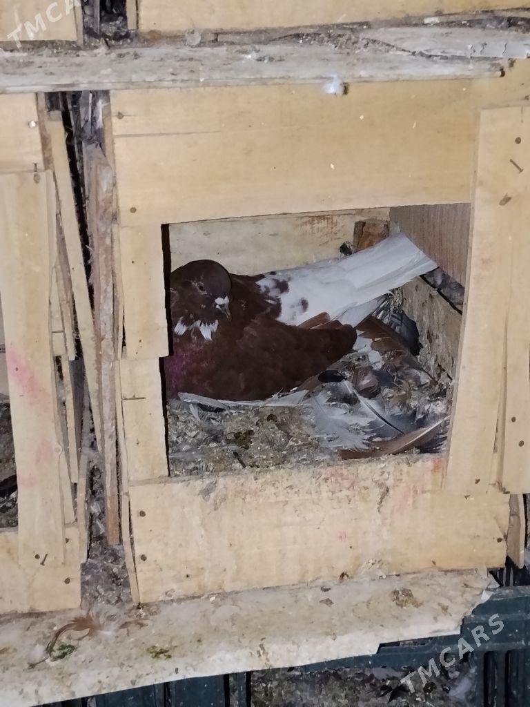 kepderi - Wekilbazar - img 1