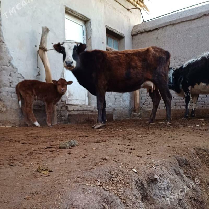 ÝAŞAJYK GÖLELI SYGYR SÜÝDI GOY - Köneürgenç - img 1