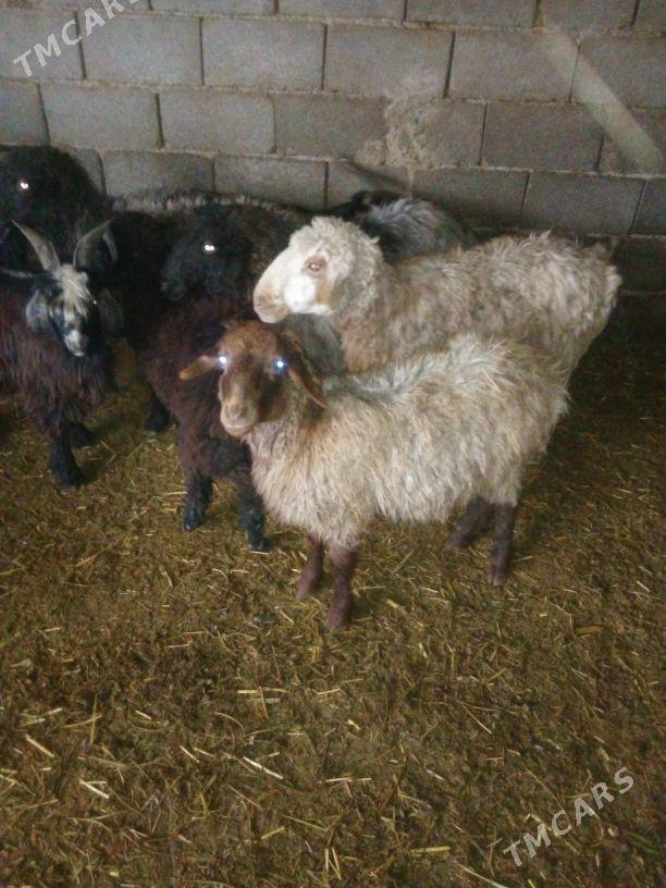 GOŶUN - Bäherden - img 1