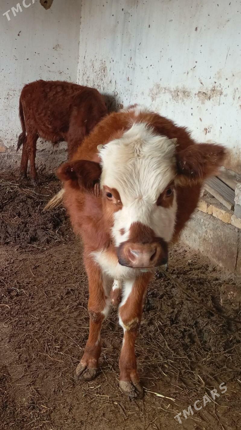 Höjekler - Сакар - img 1