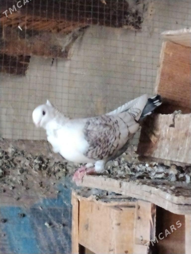 kepderi - Wekilbazar - img 1