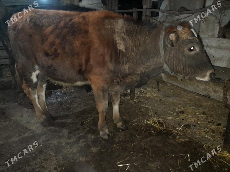 okuz - Gyzylarbat - img 1